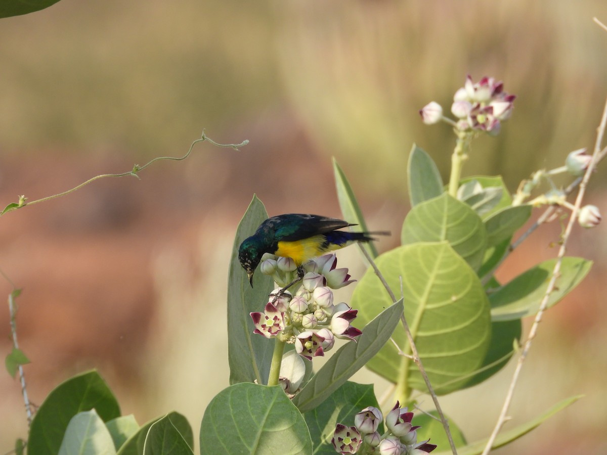 Nile Valley Sunbird - ML645451584