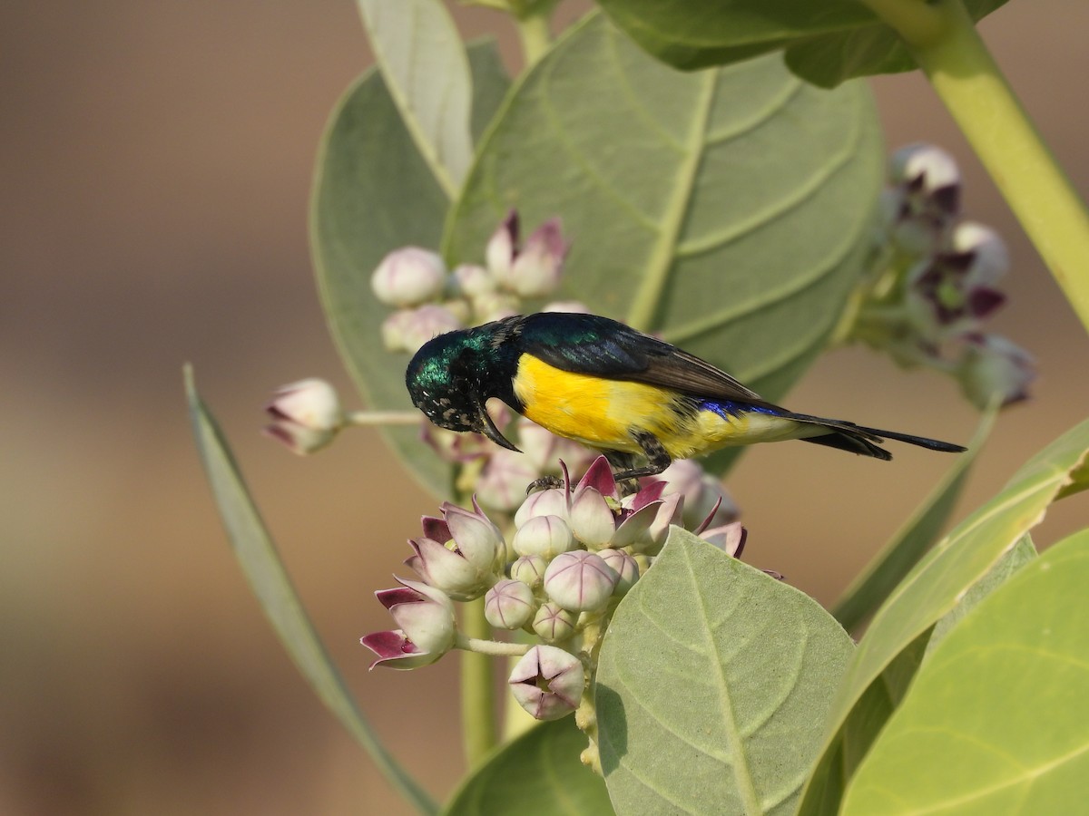 Nile Valley Sunbird - ML645451587