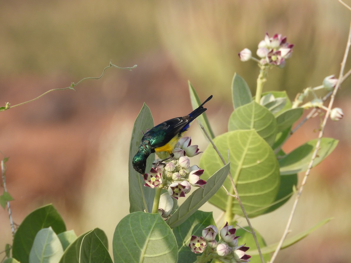 Nile Valley Sunbird - ML645451589