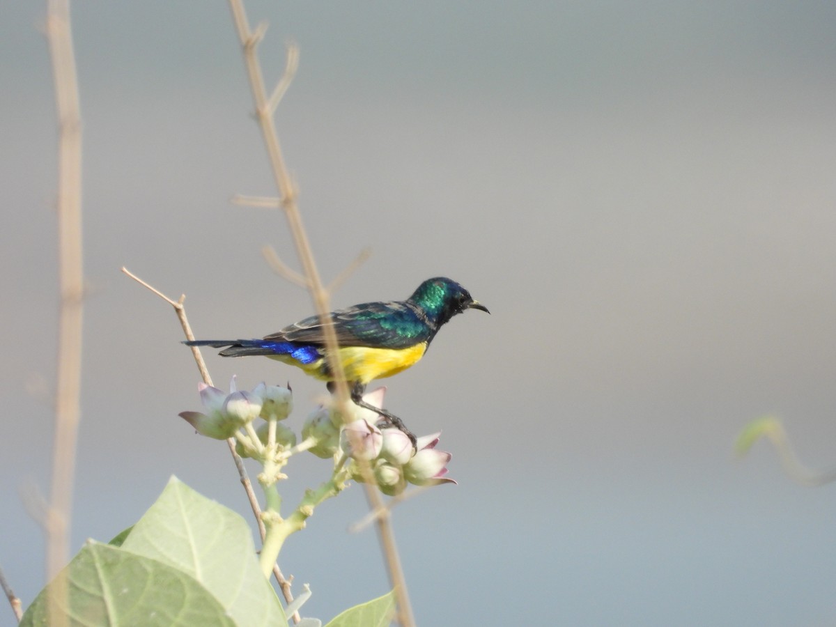 Nile Valley Sunbird - ML645451591