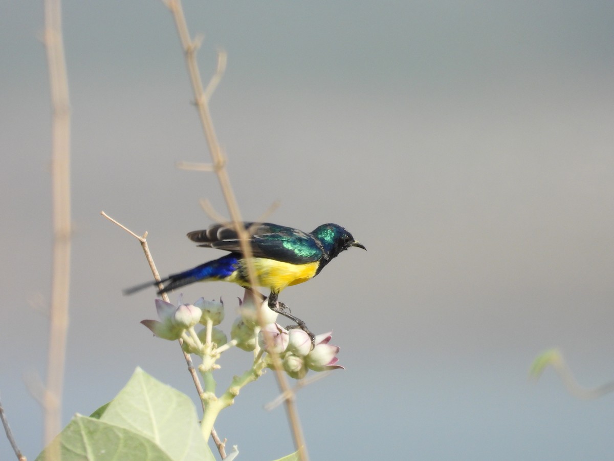 Nile Valley Sunbird - ML645451593