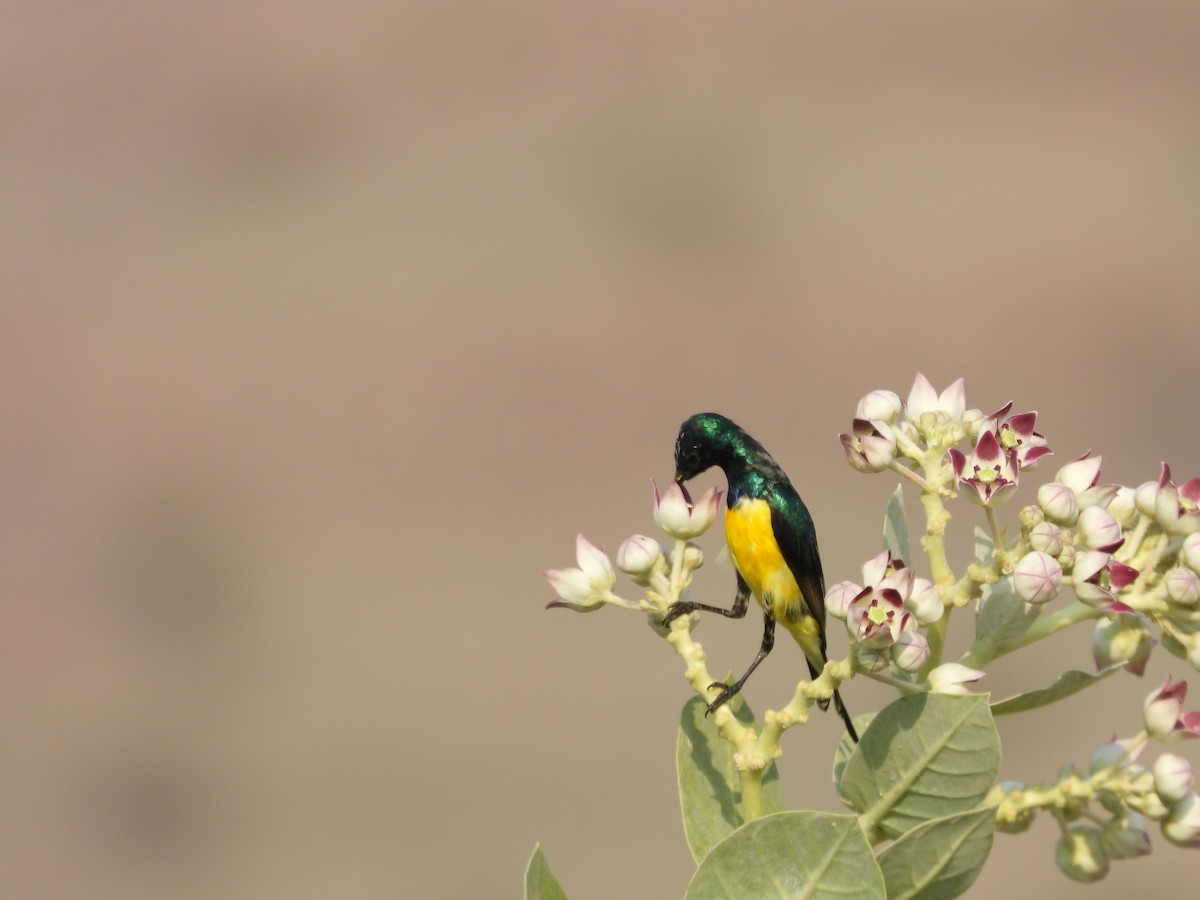 Nile Valley Sunbird - ML645451594