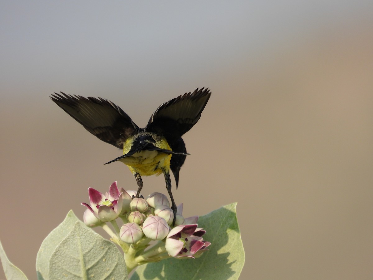 Nile Valley Sunbird - ML645451595