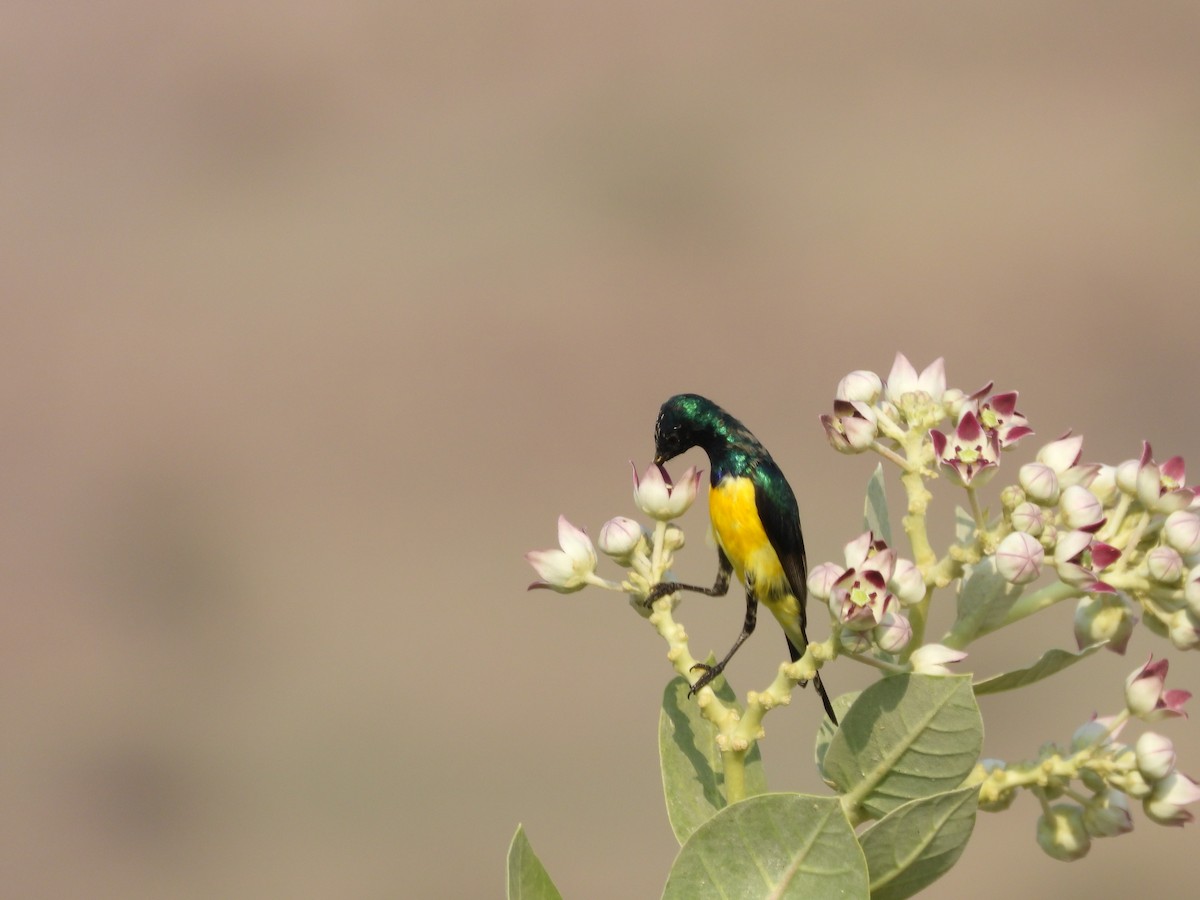 Nile Valley Sunbird - ML645451596