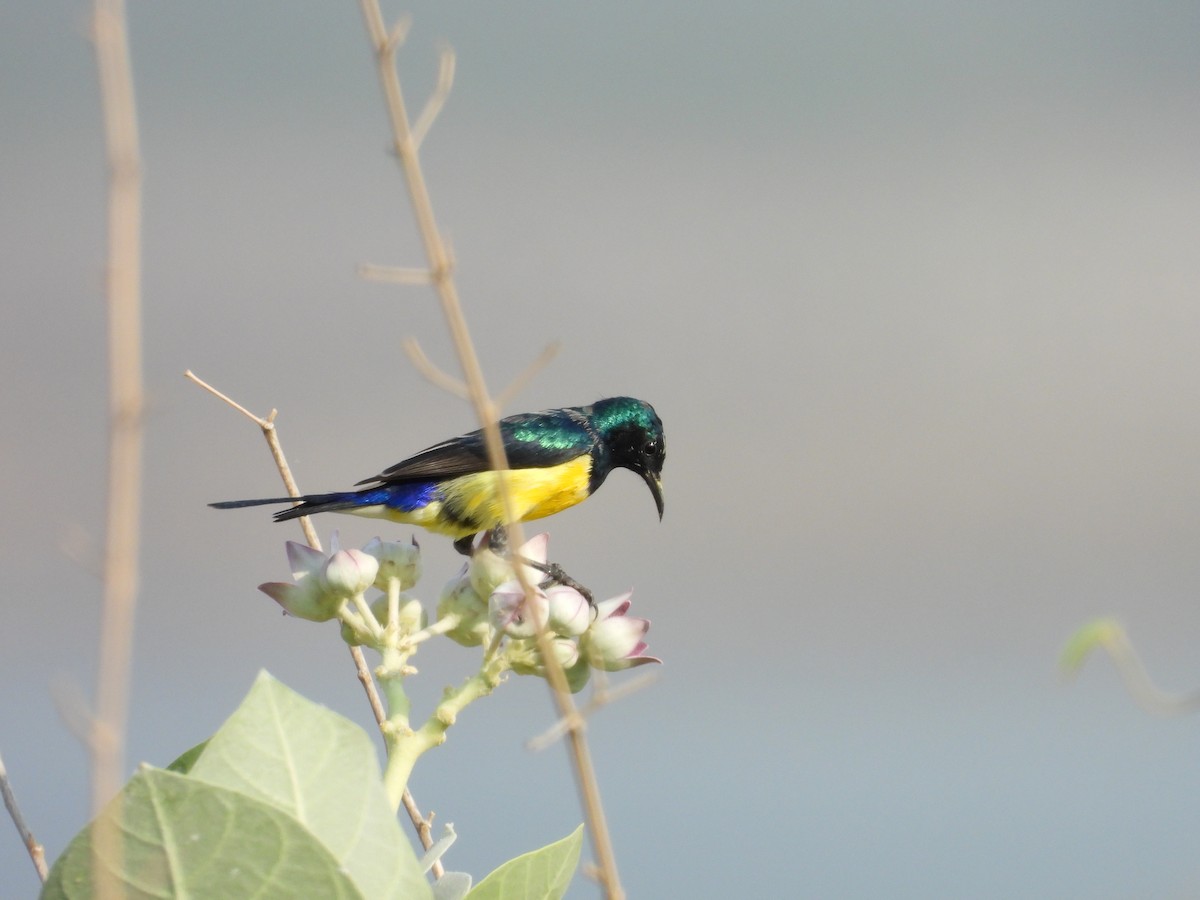 Nile Valley Sunbird - ML645451597