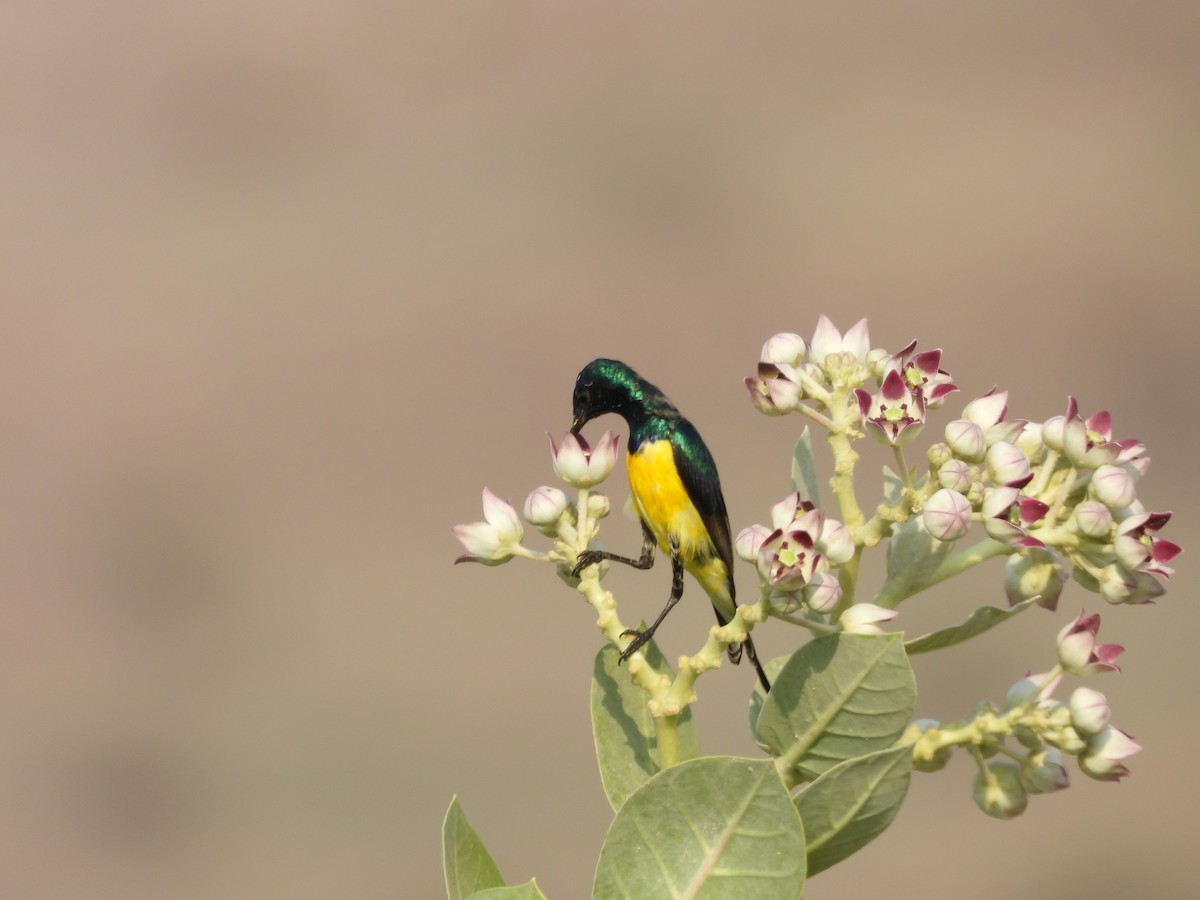 Nile Valley Sunbird - ML645451598