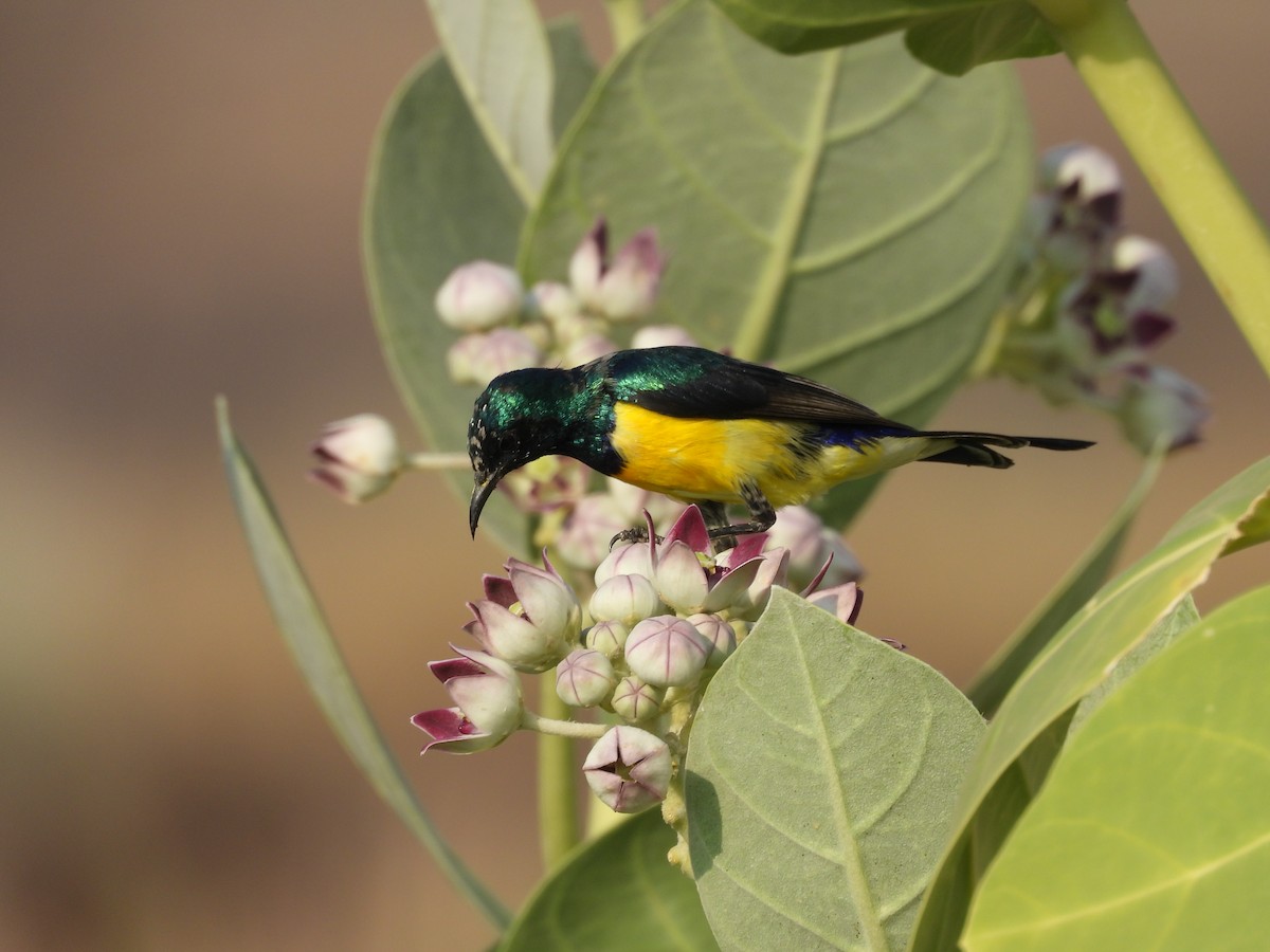 Nile Valley Sunbird - ML645451599