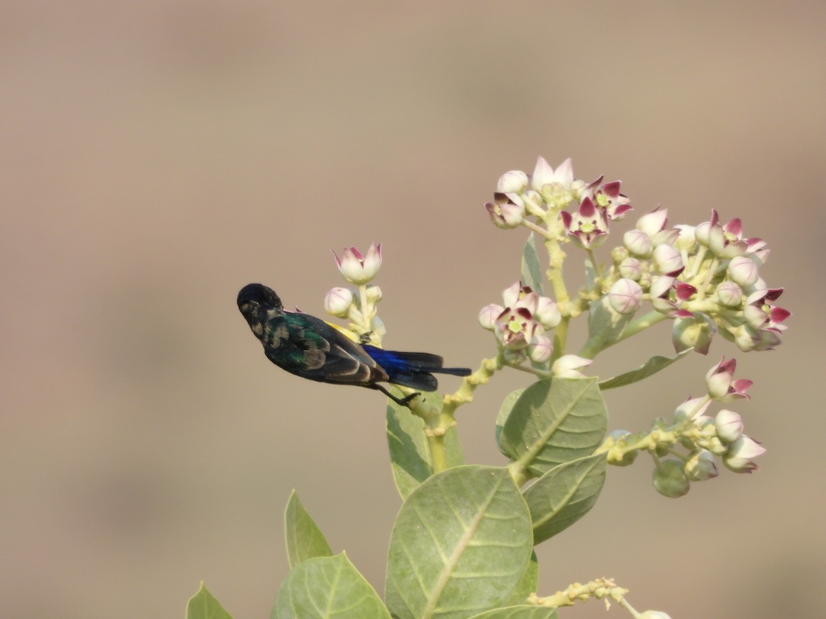 Nile Valley Sunbird - ML645451600