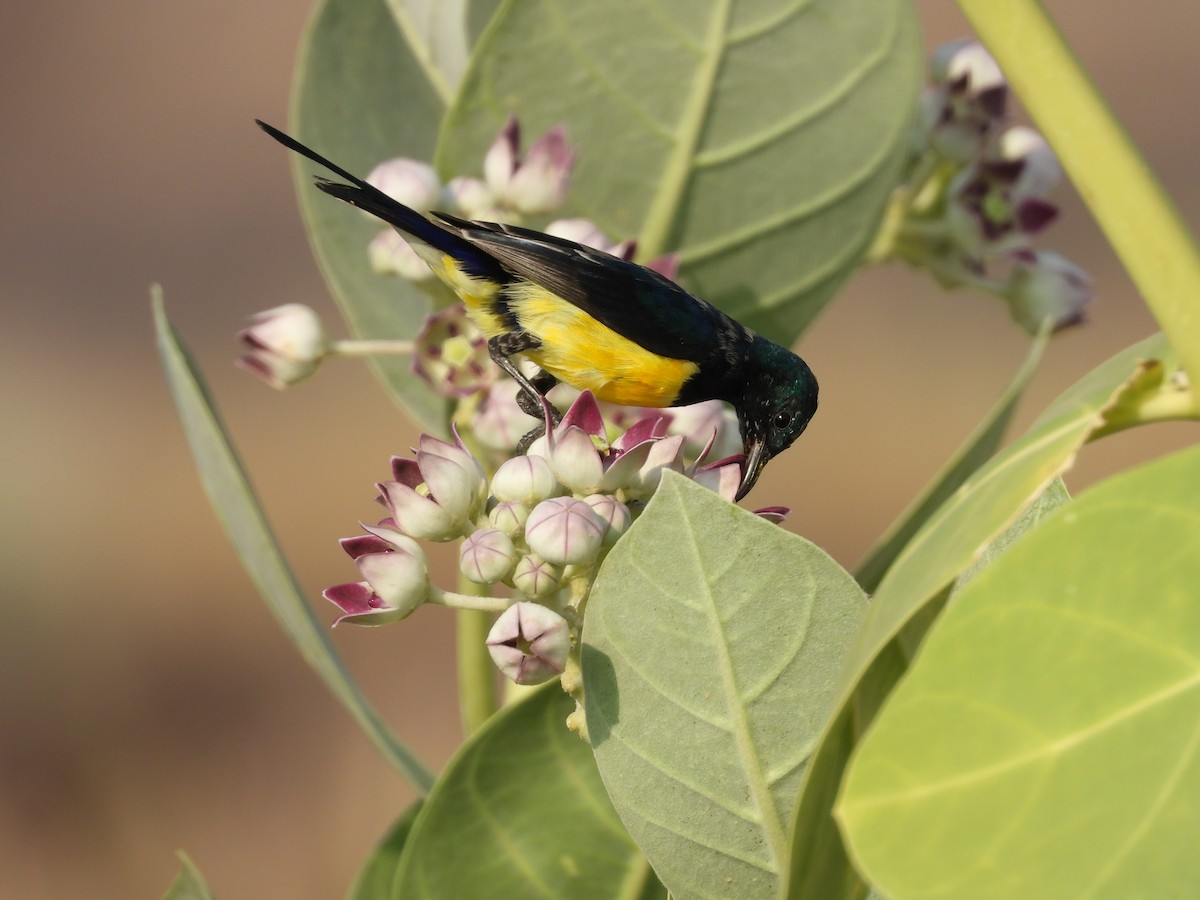 Nile Valley Sunbird - ML645451601