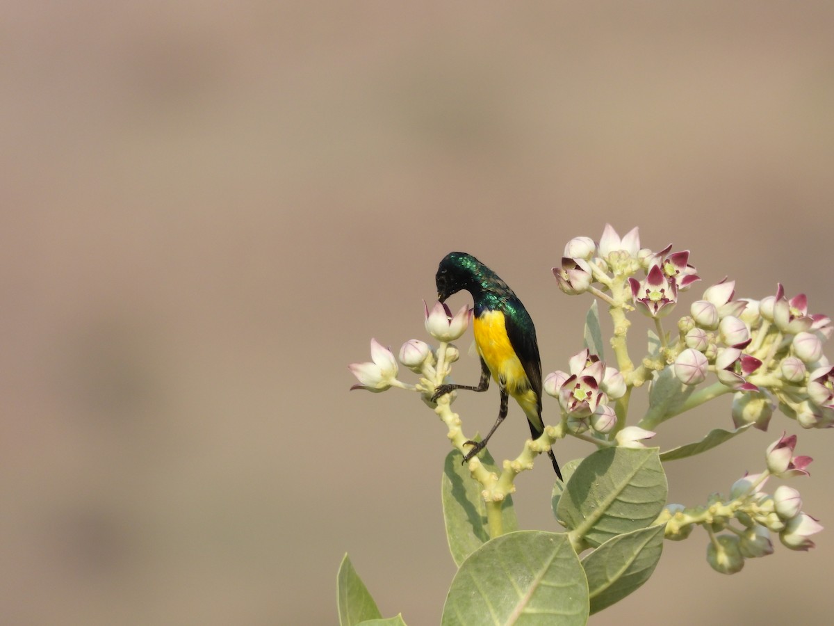 Nile Valley Sunbird - ML645451602