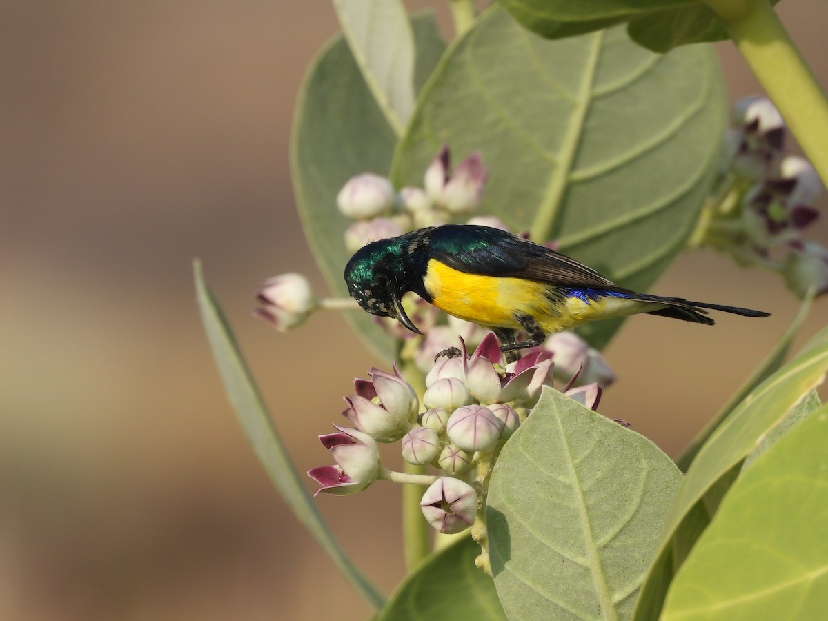 Nile Valley Sunbird - ML645451603