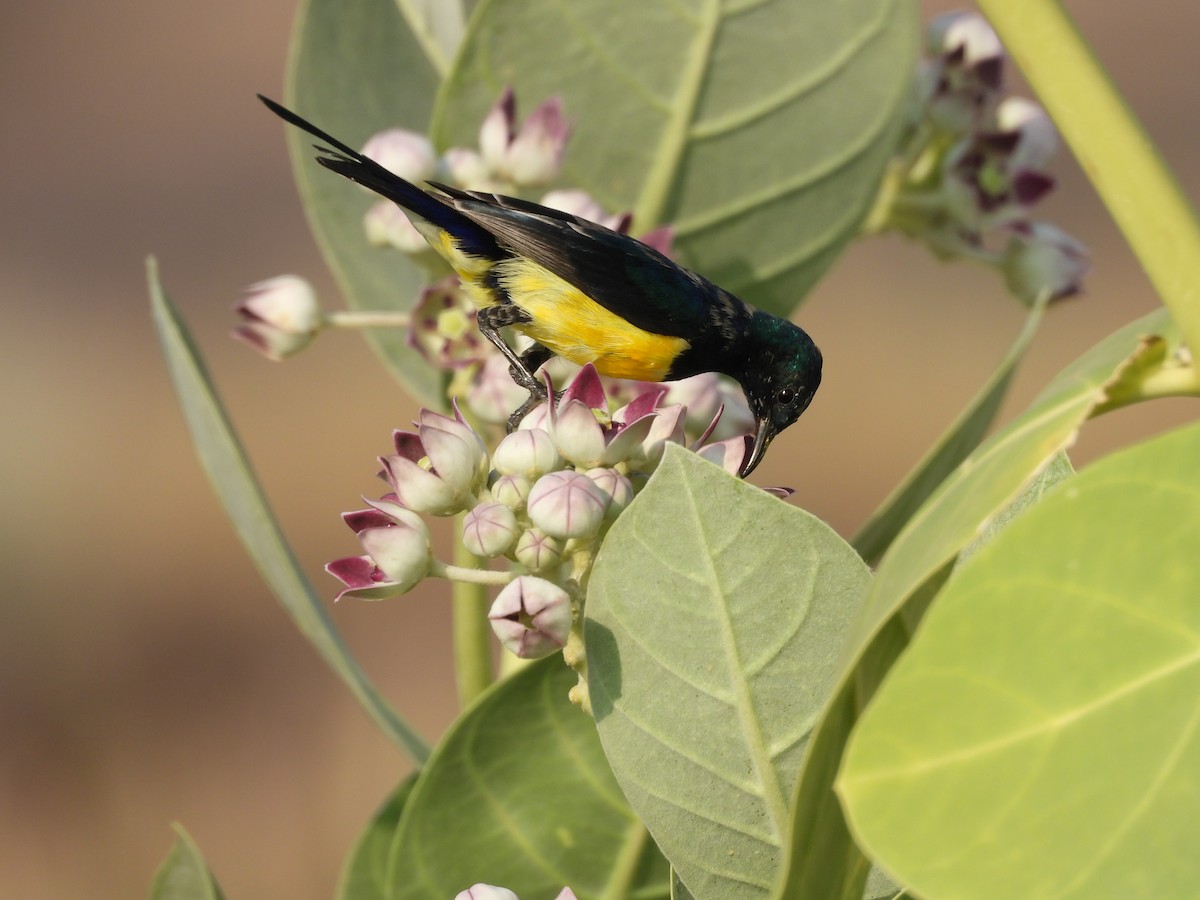 Nile Valley Sunbird - ML645451604