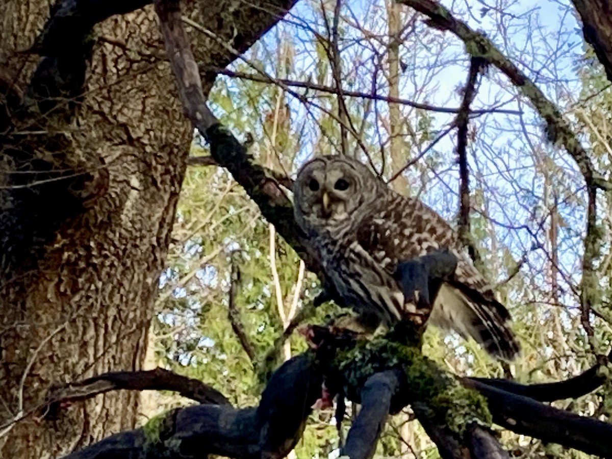 Barred Owl - ML645451605