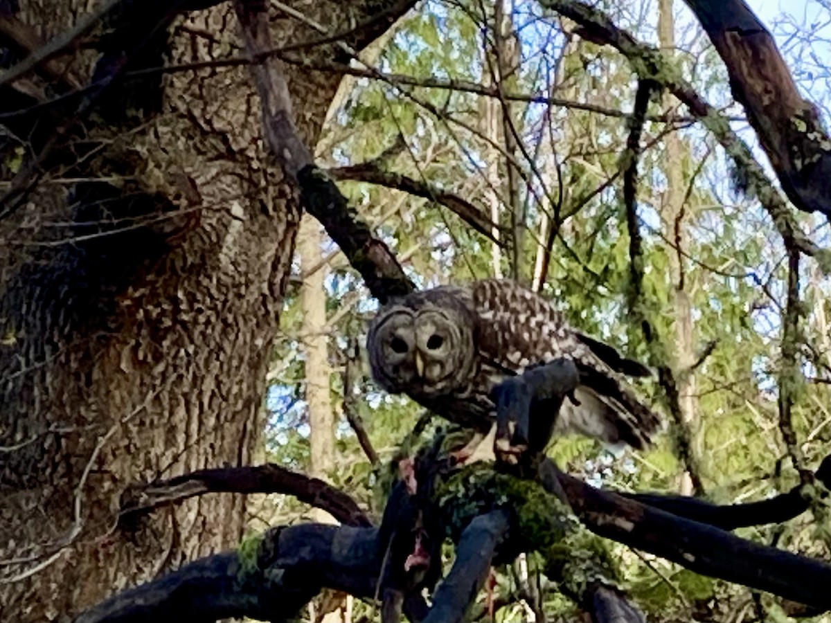 Barred Owl - ML645451606