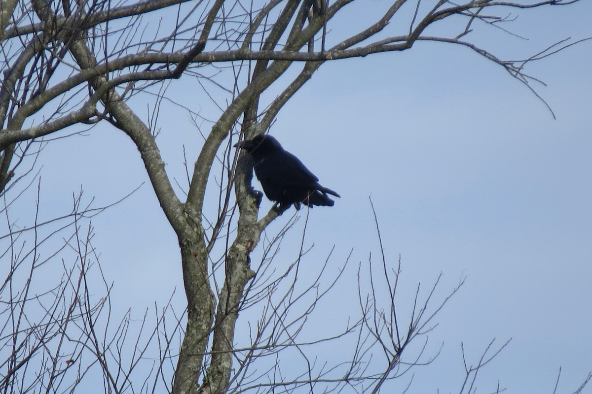 Common Raven - ML645451612