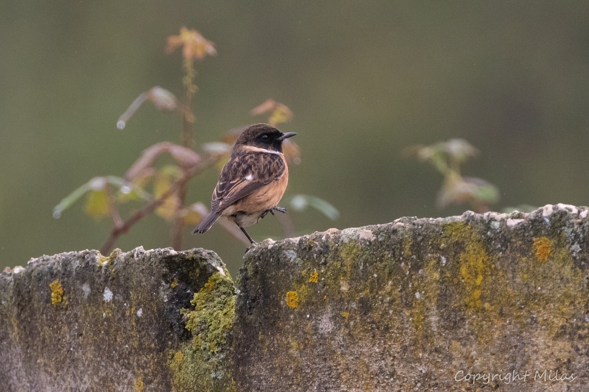 European Stonechat - ML645451615