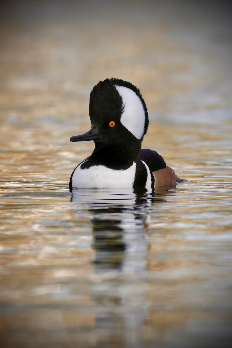 Zerra buruhandia - ML645451618