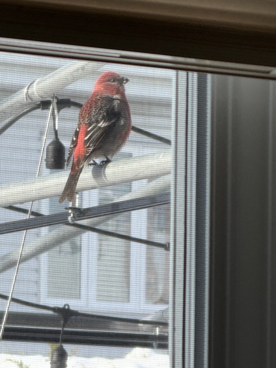 hýl křivčí - ML645451626