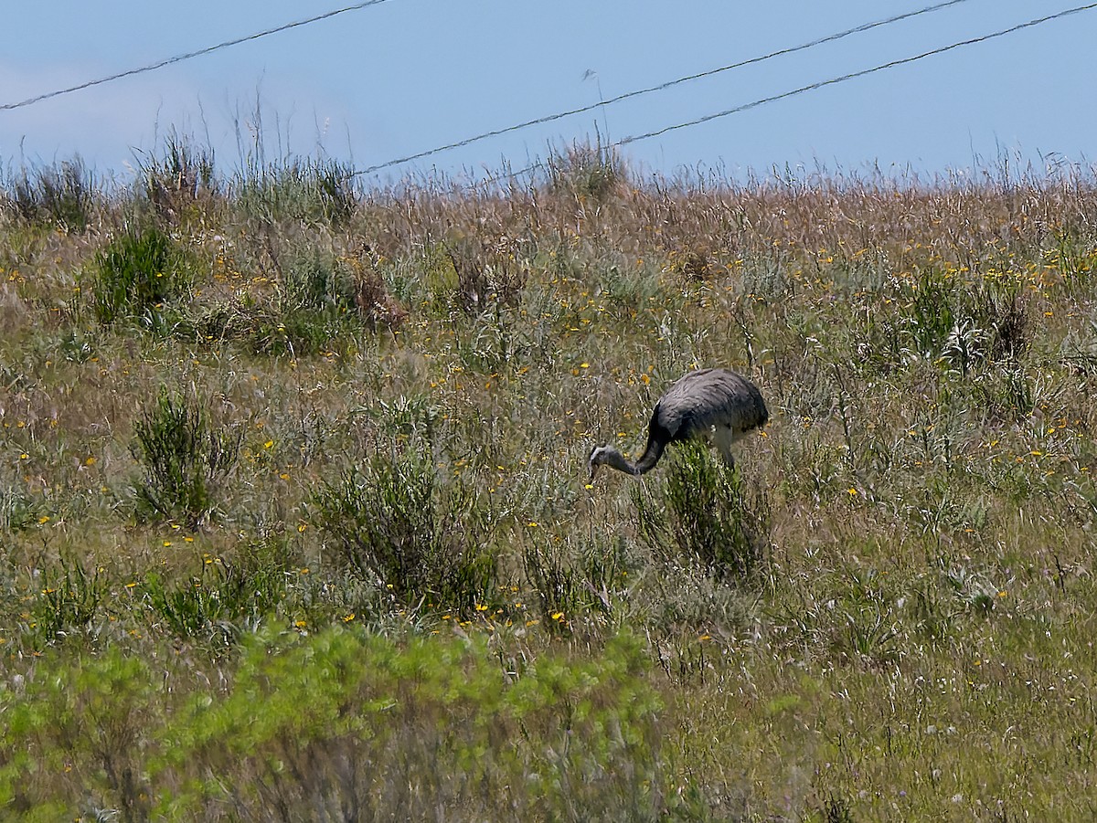 nandu pampový - ML645451630