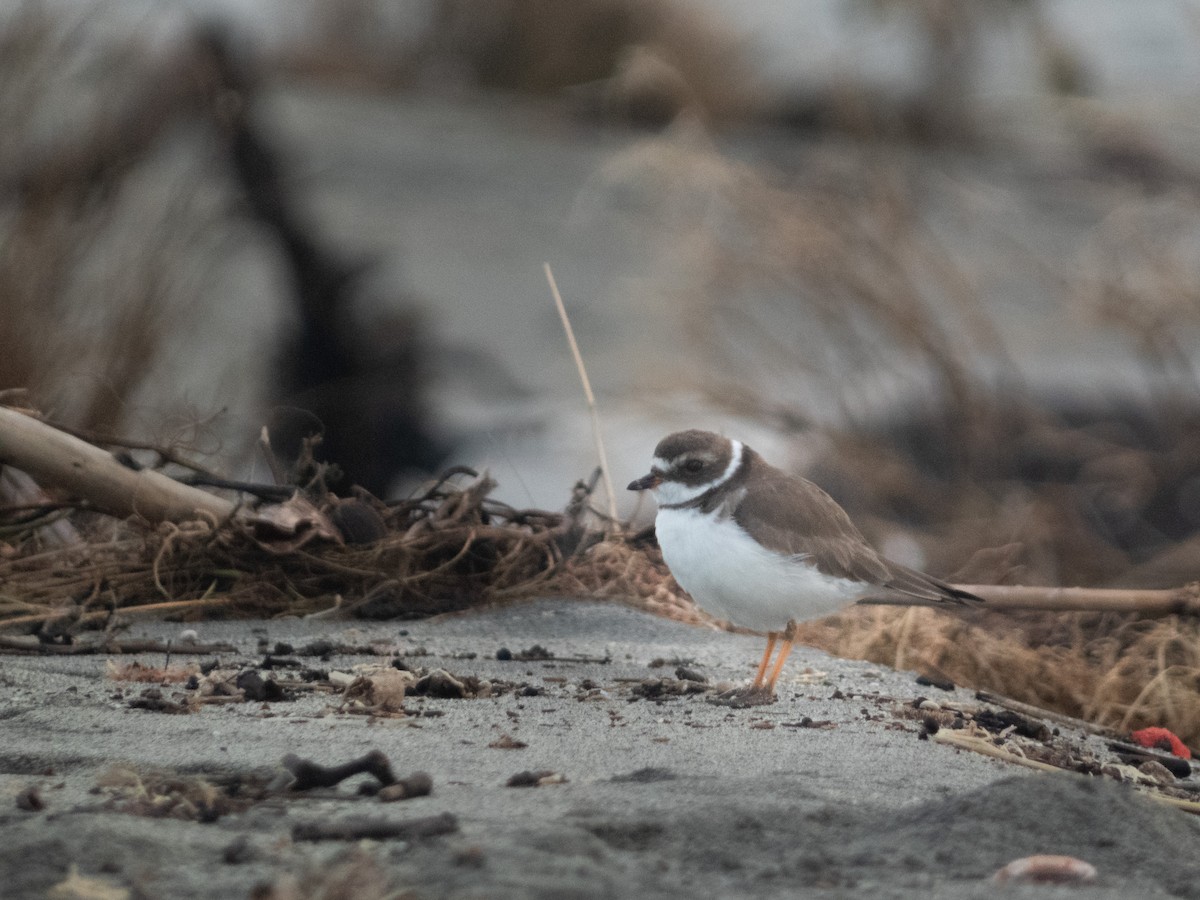 Semipalmated Plover - ML645451631