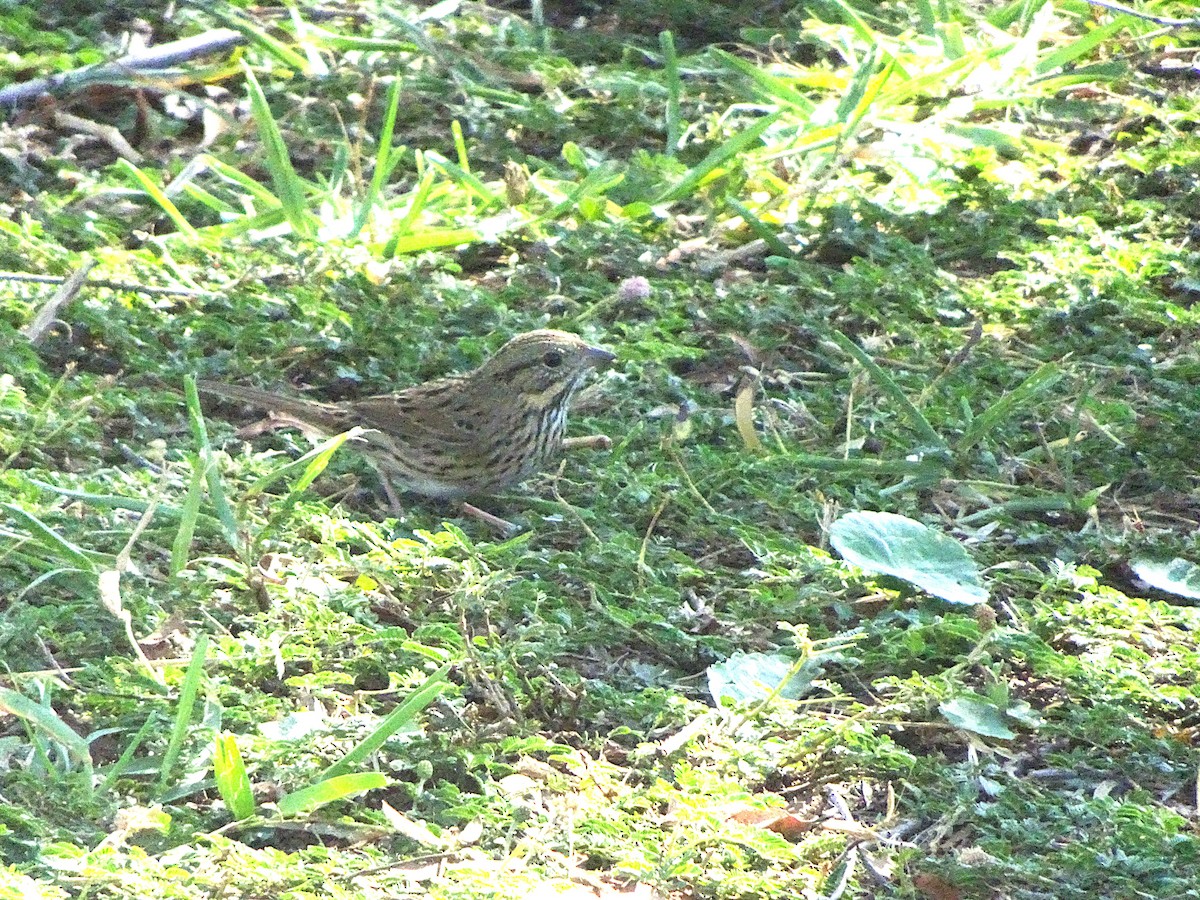 Lincoln's Sparrow - ML645451633