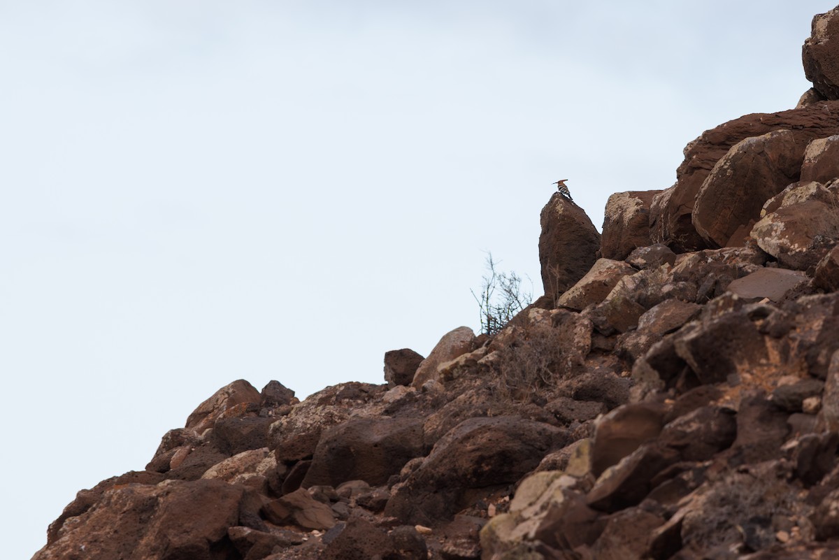 Common Hoopoe - ML645451634