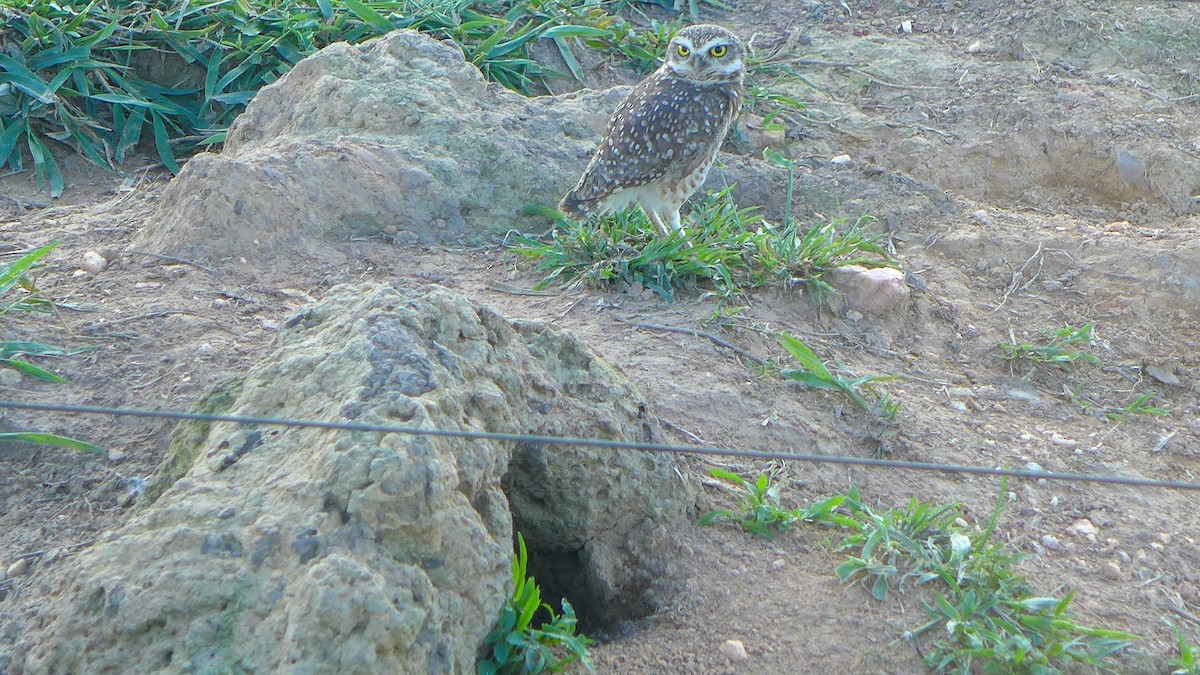 Burrowing Owl - ML645451635