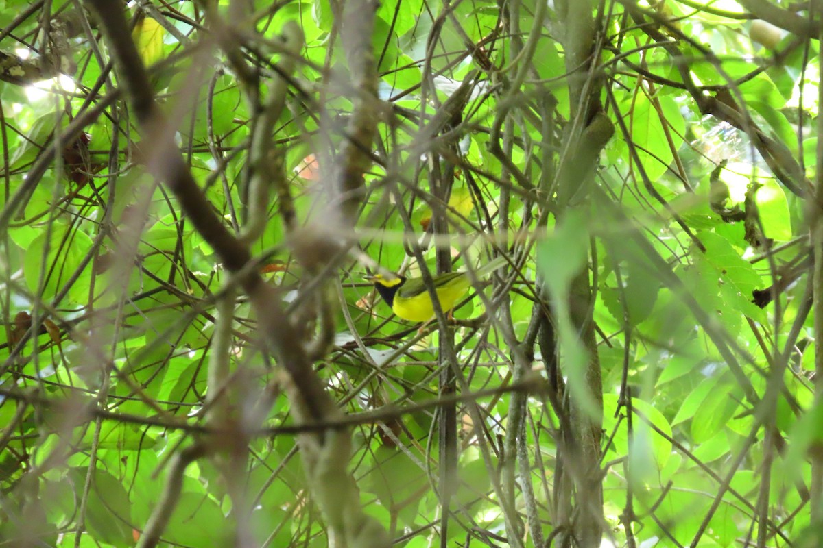 Paruline à capuchon - ML645451636