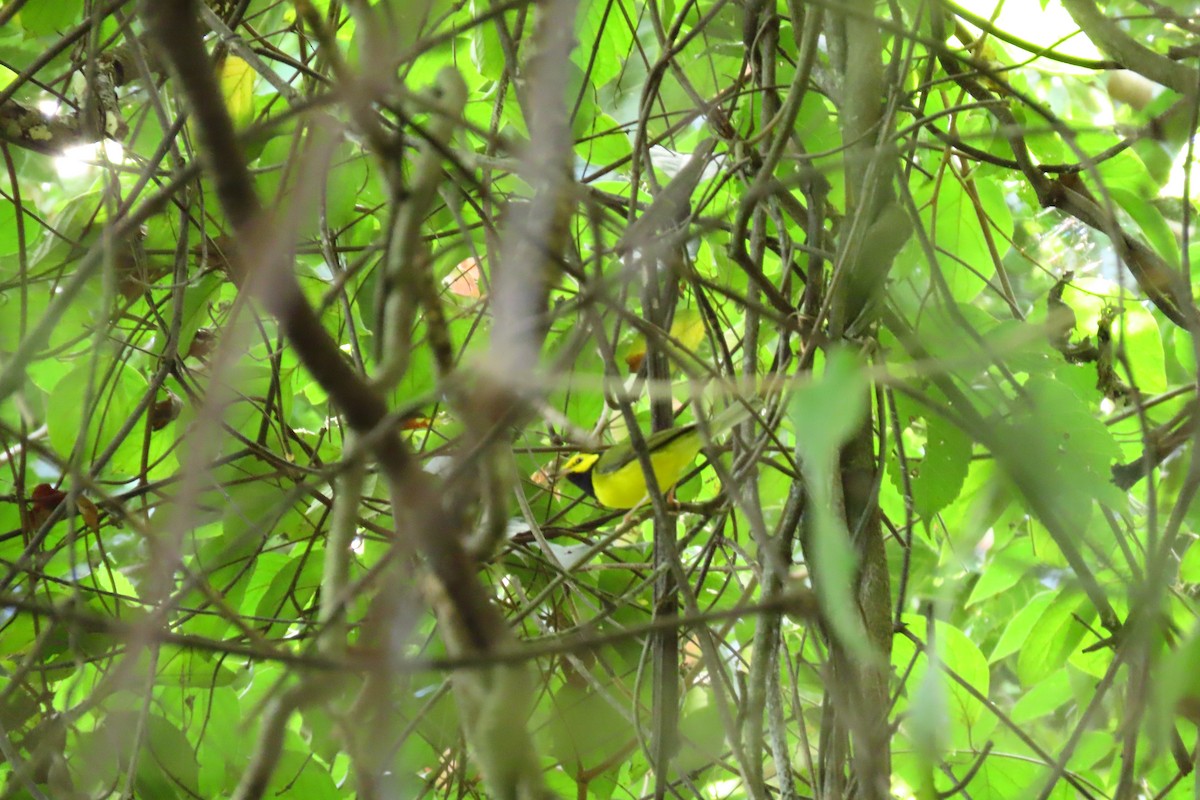 Paruline à capuchon - ML645451637