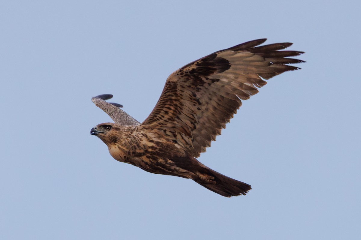 Common Buzzard (Canary Is.) - ML645451638
