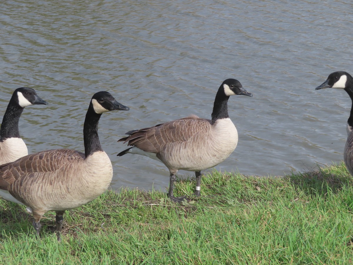 Canada Goose - ML645451641