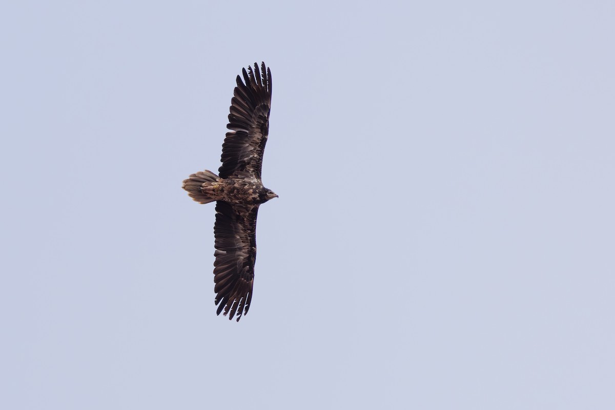 Egyptian Vulture - ML645451648