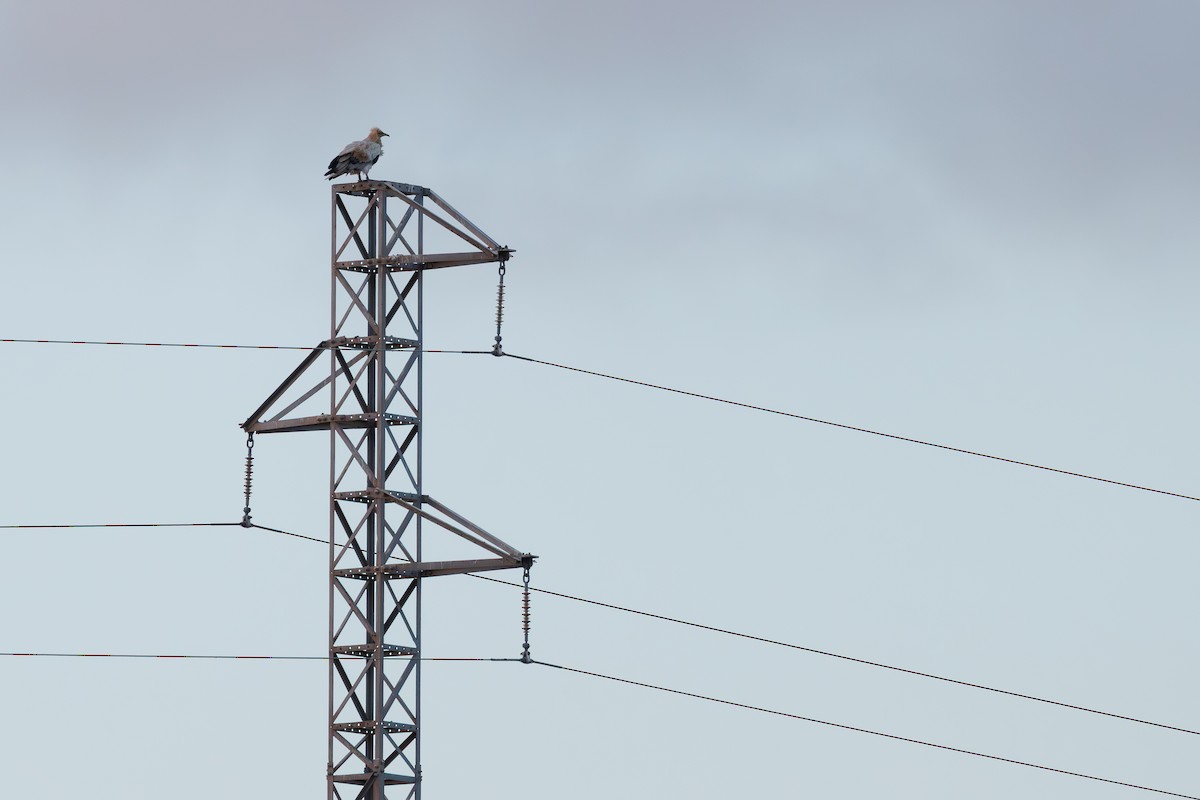 Egyptian Vulture - ML645451649