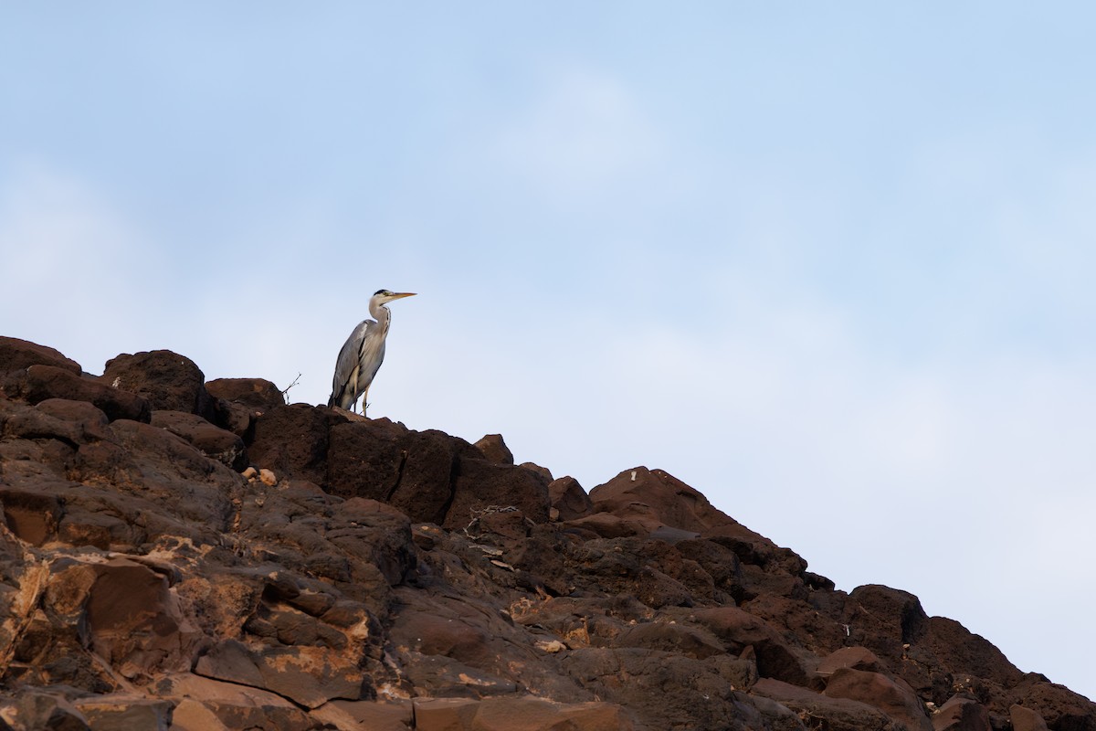 Gray Heron - ML645451651
