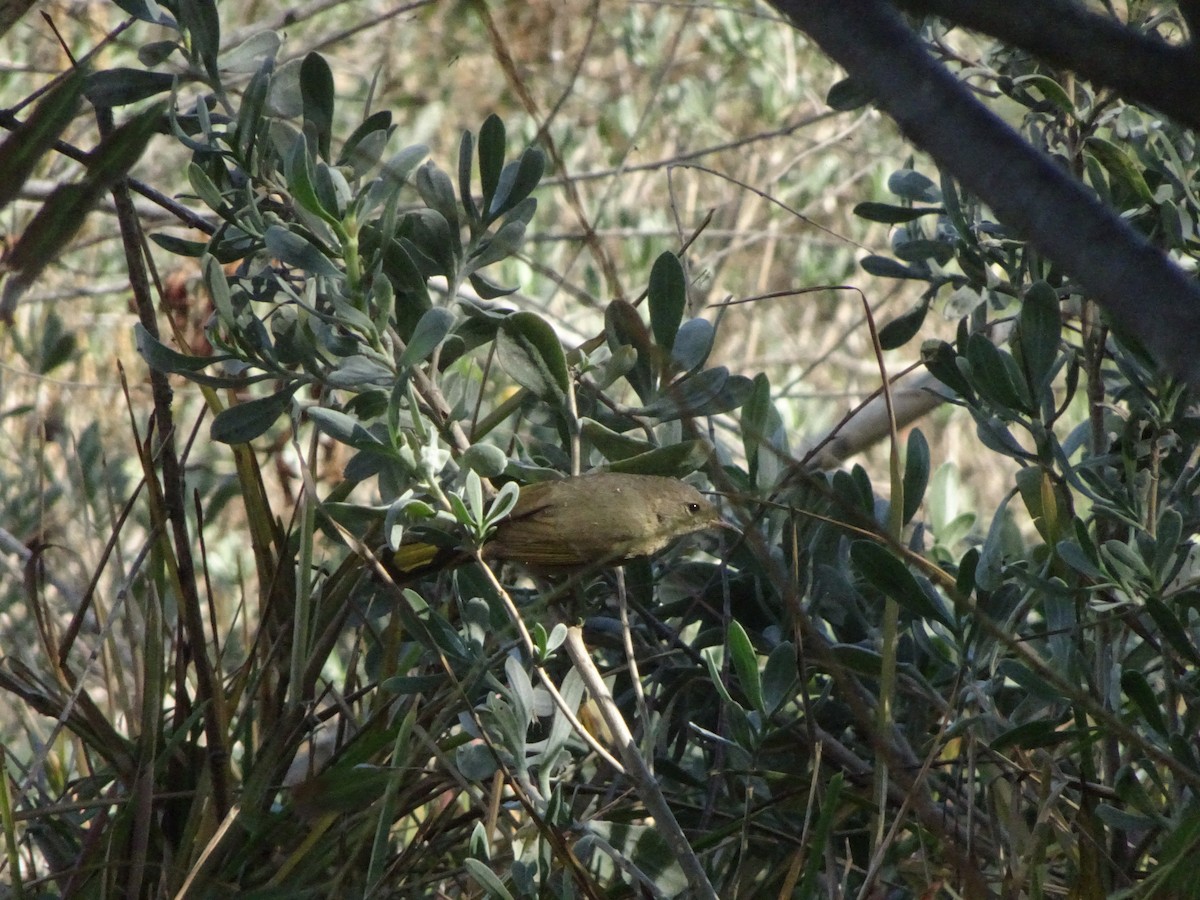 Common Yellowthroat - ML645451653