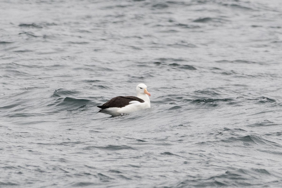 Black-browed Albatross - ML645451656