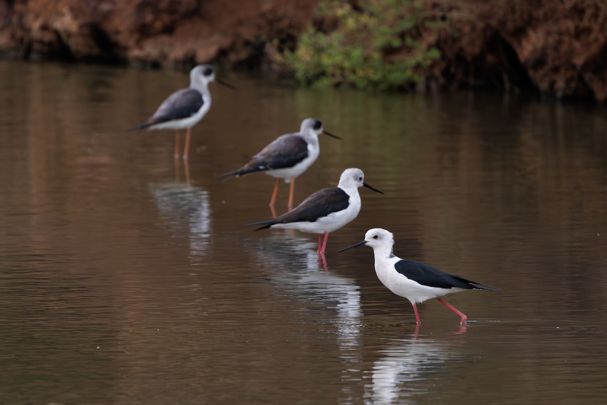 高蹺鴴 - ML645451663