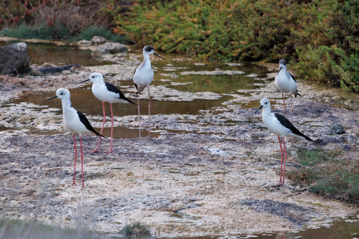 高蹺鴴 - ML645451664