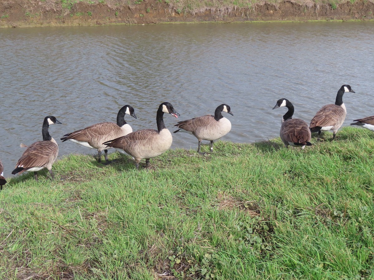 Canada Goose - ML645451665