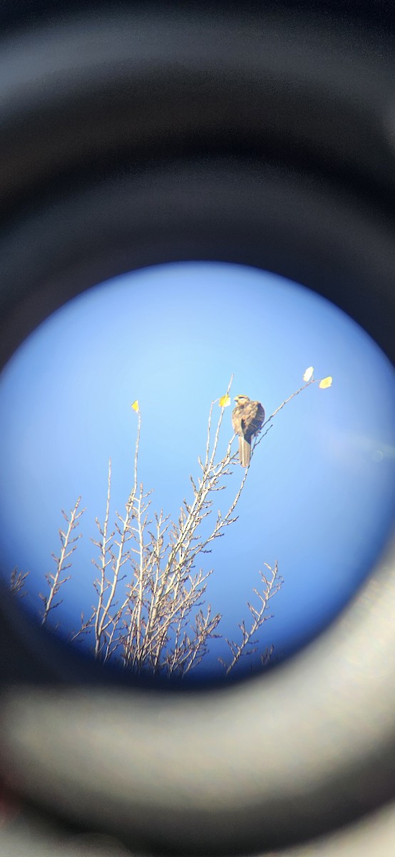 Harris's Hawk - ML645451672