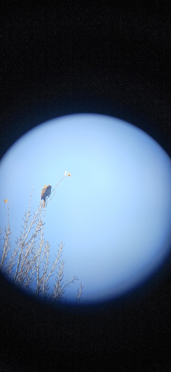Harris's Hawk - ML645451673