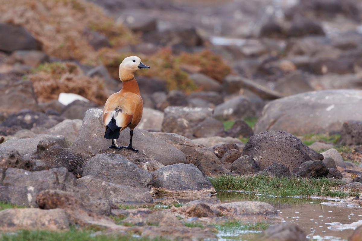 Ruddy Shelduck - ML645451676