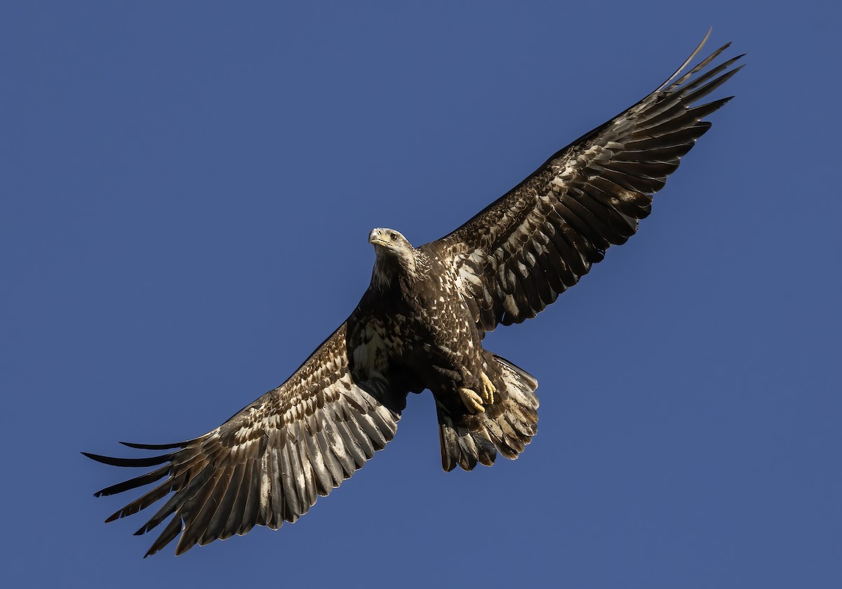 Bald Eagle - ML645451683