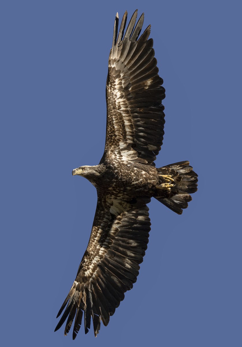 Bald Eagle - ML645451684