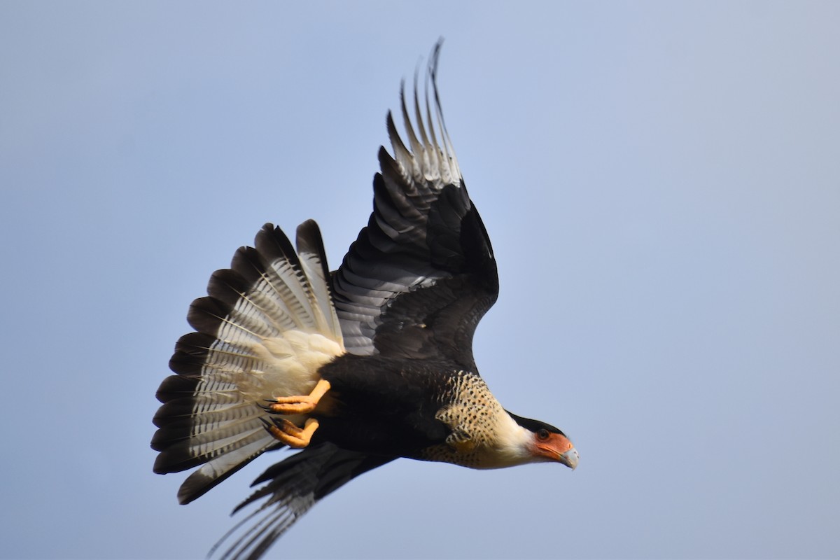 Crested Caracara - ML645451690