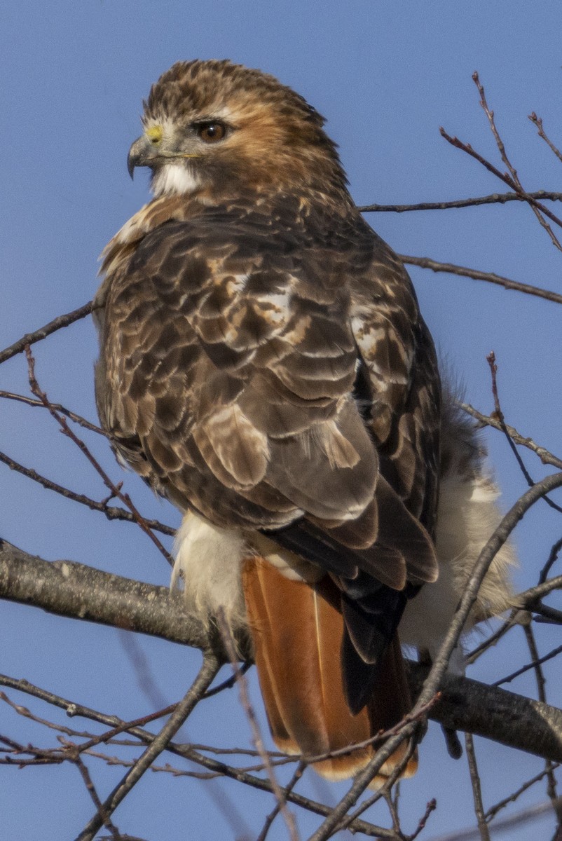 Poiana codarossa - ML645451697