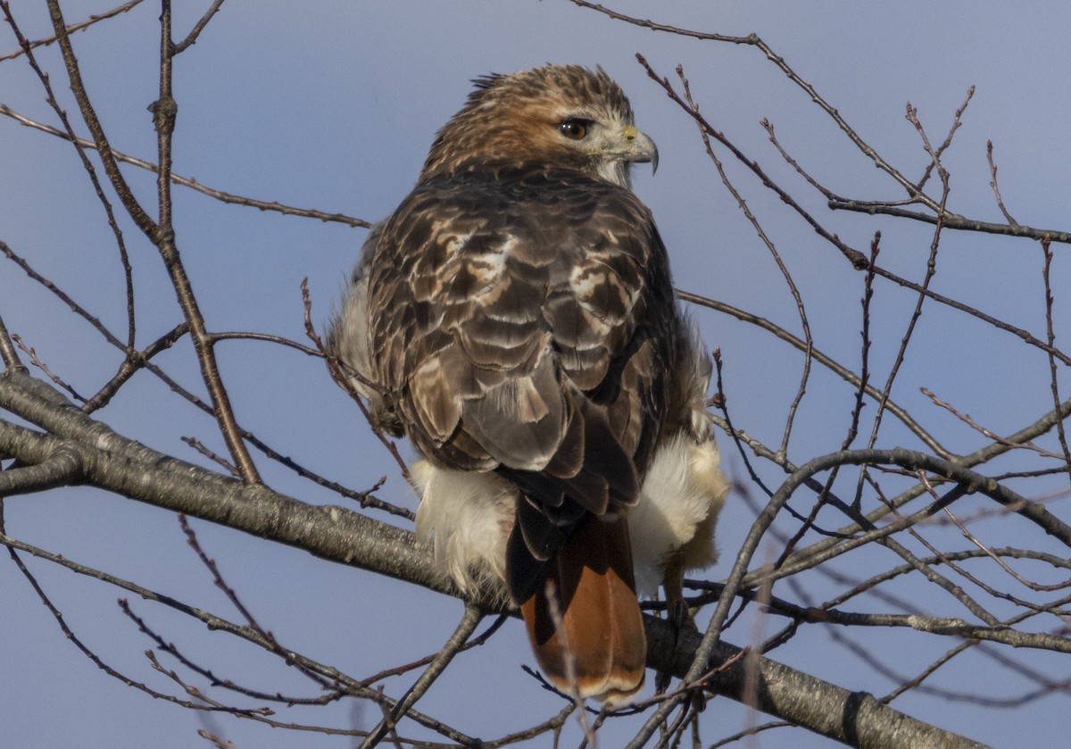 Poiana codarossa - ML645451698