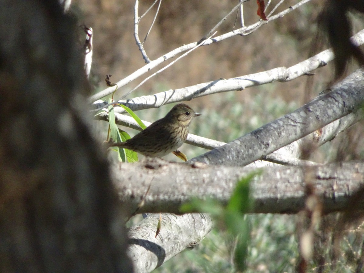 Lincoln's Sparrow - ML645451704