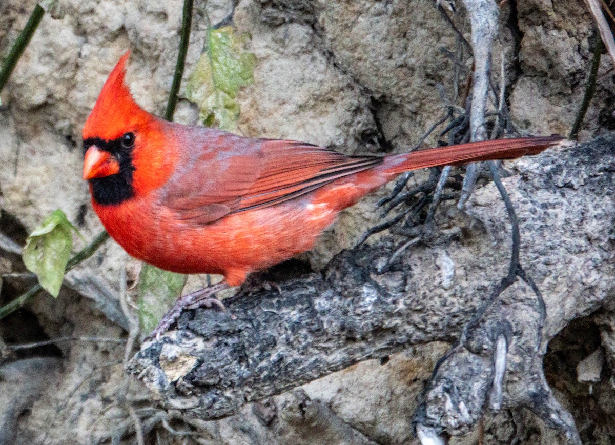 Northern Cardinal - ML645451707