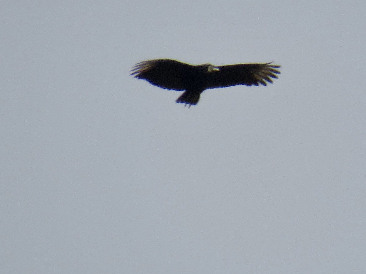 Black Vulture - ML645451708